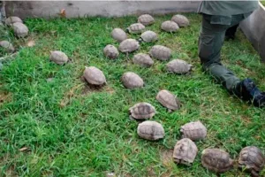 Rescataron 150 tortugas y 100 loros que eran trasladados ilegalmente en un camión a la altura de Rafaela