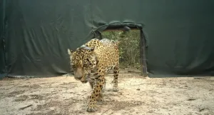 Investigan la desaparición de dos cachorros de yaguareté tras un operativo en Misiones