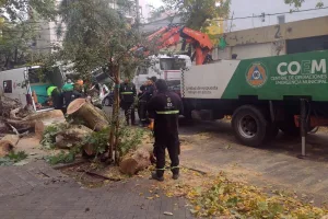 El temporal obligó a 60 intervenciones por árboles, columnas y cables dañados y el derrumbe de un techo, y sigue alerta por ráfagas