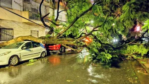 Una madrugada feroz en Rosario, con vientos que superaron los 100 km/h, autos aplastados y árboles caídos