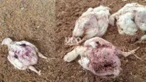 Una jauría atacó y mató a más de 2.000 pollos en Recreo Sur