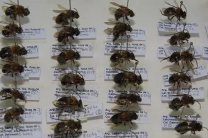 Promueven la creación de un Programa de Protección Integral de Abejas  