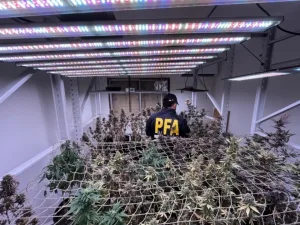 La casa de la marihuana: descubren un cultivo indoor con más de 200 plantas