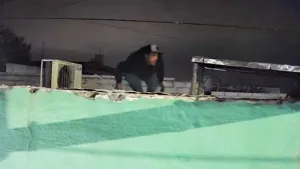 Robo en una carnicería