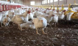 Refuerzan la vigilancia epidemiológica ante nuevos casos de gripe aviar