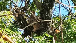 Un puma en el árbol