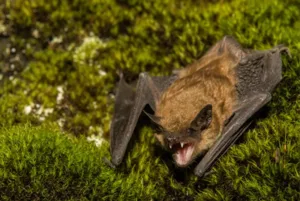 Alerta sanitaria: apareció un murciélago con rabia en Castelar, provincia de Buenos Aires