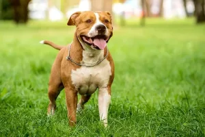 Empalme Graneros: un pitbull atacó a una niña de 6 años