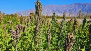 Argentina envía semillas al espacio para estudiar cómo responden a condiciones extremas