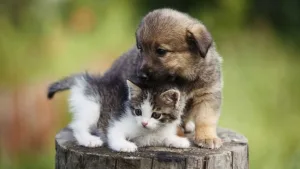 Día del Animal en Argentina: ¿por qué se celebra el 29 de abril?