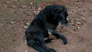 perro herido dos semanas