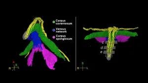 Mapa inédito del placer: científicas revelan en 3D la compleja red nerviosa del clítoris