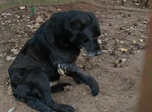 Zona sur: investigan penalmente a una familia por dejar a su perro herido dos semanas
