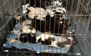 En un amplio operativo, el municipio rescató 33 gatos en mal estado salud en una vivienda de zona noroeste