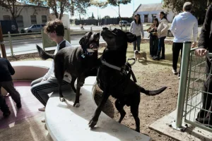El Hospital de Salud Animal ya atendió a más de 1.100 perros y gatos desde su inauguración