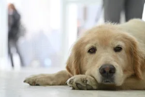 Rosario ya tiene Hospital Animal: cómo funciona y qué casos atiende