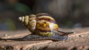 Confirman la presencia del caracol gigante africano en Tucumán: qué hacer ante su aparición