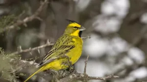 Liberaron en La Pampa a una bandada de una importante ave en peligro de extinción