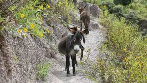 ¿Carne de burro a la parrilla? La polémica apuesta que divide a Chubut por su precio y sabor