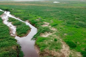 Procesaron a empresa ganadera por daños ambientales en el Delta del Paraná