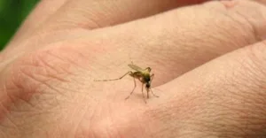 Sigue la alerta por la fiebre chikungunya: hubo 268 casos nuevos