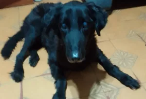 El Hospital Animal Municipal ya atendió a más de 1100 perros y gatos: la historia de recuperación del Negro