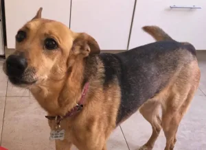 Histórico fallo: la Justicia reconoce a los animales como “seres sintientes”