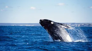 Las ballenas