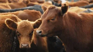 Vacas