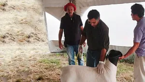 AgroActiva ganadera: genética de punta, remates de elite y expectativas récord