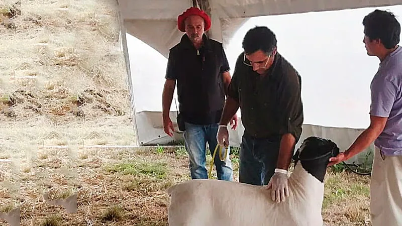 AgroActiva ganadera: genética de punta, remates de elite y expectativas récord