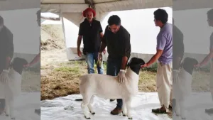 AgroActiva ganadera: genética de punta, remates de elite y expectativas récord