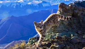 Hallaron en Mendoza un ejemplar del gato andino, uno de los animales más difíciles de ver del mundo
