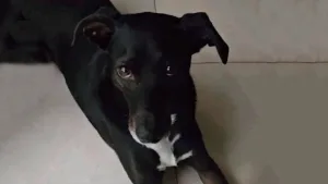 Lolo, perro abusado