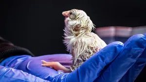 La gallina quedó oficialmente tercerizada: nacieron pollitos de huevos impresos en 3D