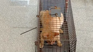 gato rescatado