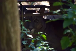 MundoAparte: el refugio en Rosario que es hospital y geriátrico de la fauna silvestre