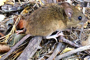 Muertes por hantavirus en el crucero: Nación admite que debe trabajar con la OMS tras haber dejado el organismo