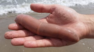 La tormenta pasó pero dejó un "miembro" inesperado en la playa: el pez pene