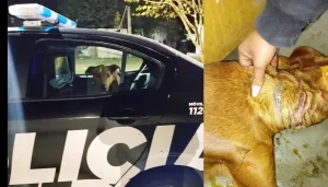 Lo salvaron a tiempo: rescataron en San Lorenzo a un perro con una soga en el cuello