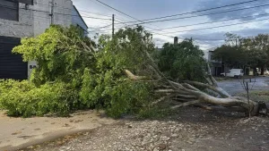 Más de 22 árboles caídos, nueve afecciones cables y columnas y continúa un alerta por fuertes vientos en Rosario