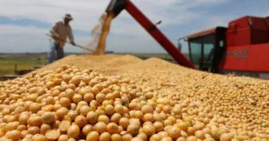 Pese a la cosecha récord, la liquidación de dólares del campo cayó 11% en el primer cuatrimestre