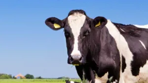 Exclusividad lechera en AgroActiva: el sector exhibirá su dinamismo y habrá un remate Holando de alto nivel