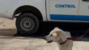 Agentes municipales rescataron a un perro