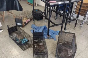 Importante operativo en zona norte: capturan y castran a 17 gatos y dos perros en muy mal estado