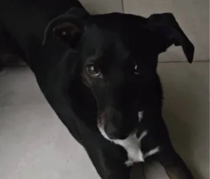 Caso “Lolo”: la Fiscalía frenó la devolución del perro, que fue abusado sexualmente, a sus dueños