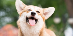 ¿Los perros sonríen cuando están felices?