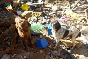 Rescatan cinco perros que estaban a la intemperie y en mal estado de salud