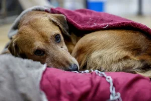 Dónde deben dormir los perros cuando hace frío, según los veterinarios