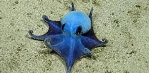 Descubren nueva especie de diminuto pulpo azul en las islas Galápagos